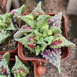 Faucaria Tuberculosa Rubra