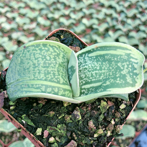 Gasteria Armstrongii Cow Tongue Variegata