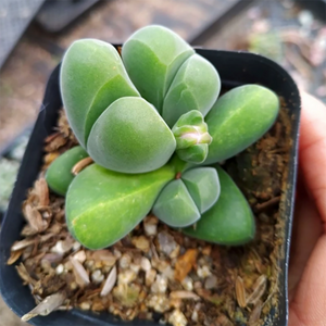 Gibbaeum Dispar