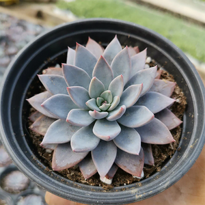 Graptopetalum Rusbyi (Greene) Rose