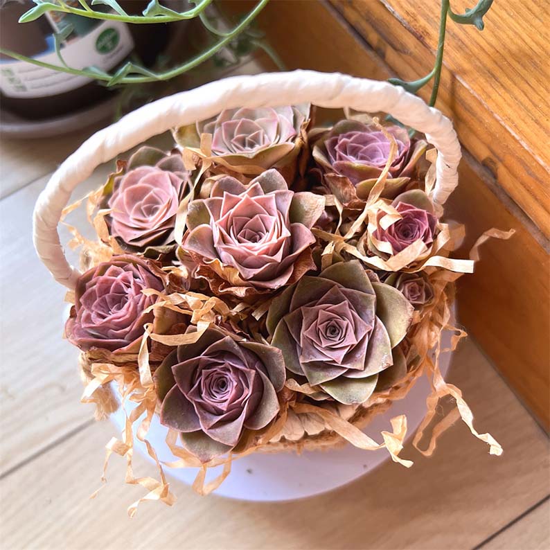 ROSE SUCCULENTS – Page 2 – aplanter