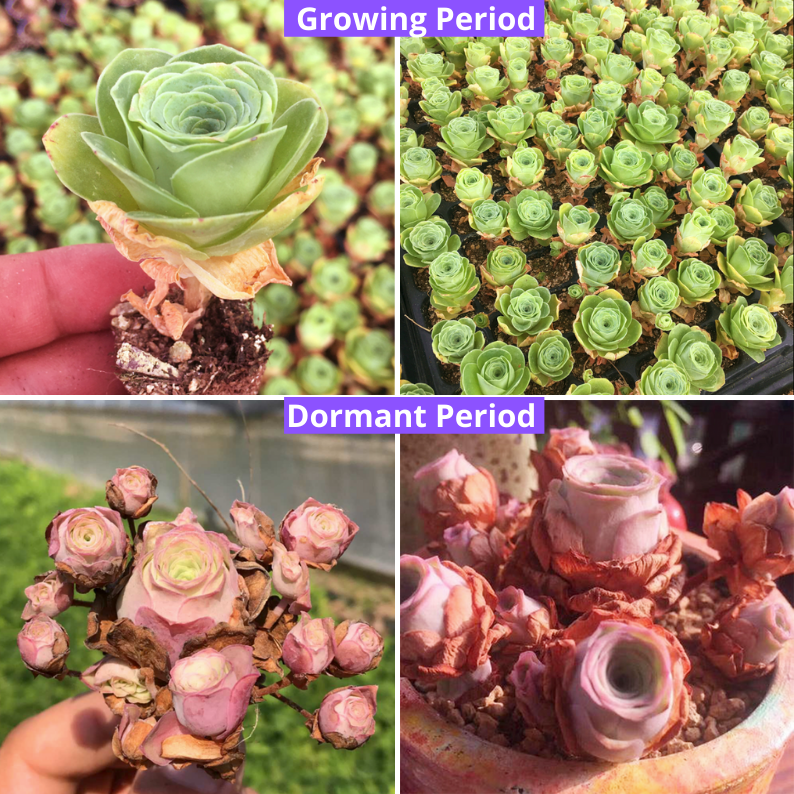 ROSE SUCCULENTS – Page 2 – aplanter