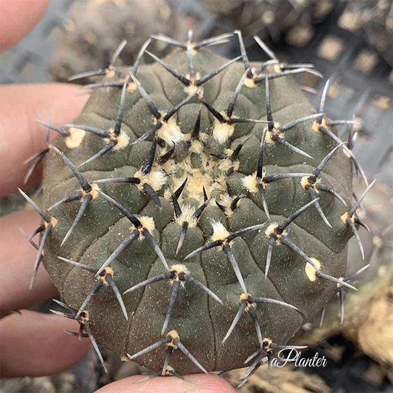 Gymnocalycium Stenopleurum Cactus