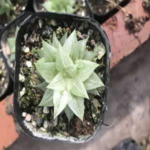 Haworthia Affretuse Variegata