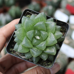 Haworthia Cooperi Snow Flake