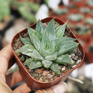 Haworthia xCuspidata Variegata