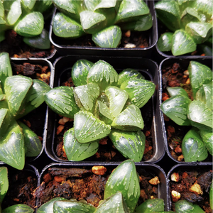 Haworthia Gingame