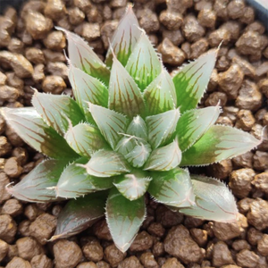 Haworthia Spechsii