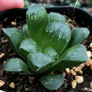 Haworthia Zhi