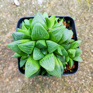 Haworthia Chunting