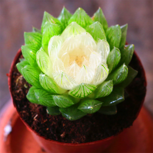 Haworthia Lotus Lantern Variegata