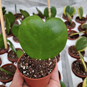 Hoya Kerrii Sweetheart Valentine