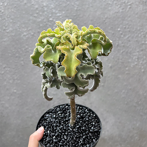 Kalanchoe Beharensis Subnuda