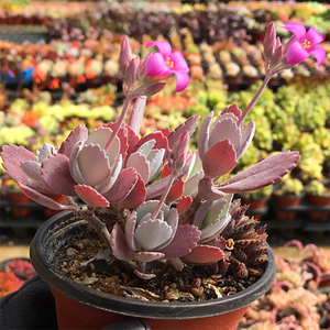 Kalanchoe Pumila Baker