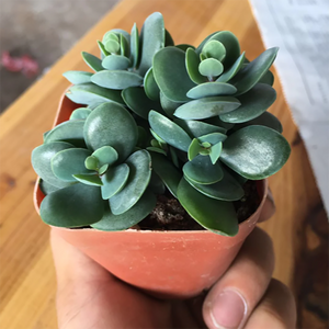 Kalanchoe Rotundifolia (Haw.) Haw.