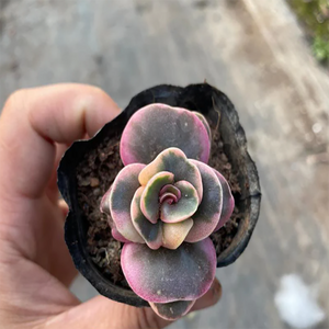 Kalanchoe Rotundifolia (Haw.) Haw. Variegata