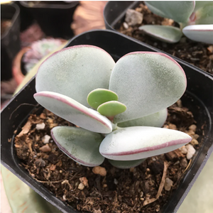 Kalanchoe Thyrsifolia White Eyebrows