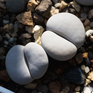 L. Pseudotruncatella Ssp. Groendrayensis Cv.