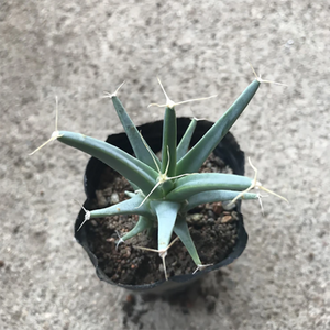 Leuchtenbergia Principis