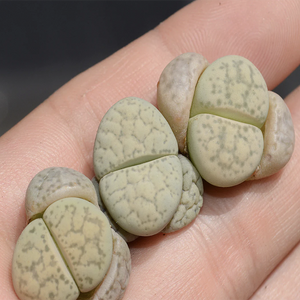 Lithops Francisci L. Bolus