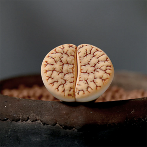 Lithops Gracilidelineata Subsp. Brandbergensis