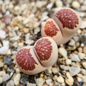 Lithops Kikusiyo Giyoku