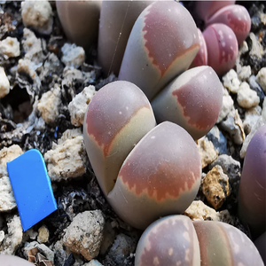 Lithops Olivacea L. Bolus