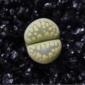 Lithops Otzeniana Nel