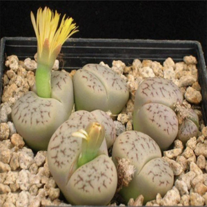 Lithops Pseudotruncatella (A. Berger) N. E. Br.