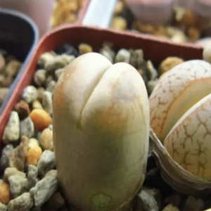 Lithops Steineckeana Tischer