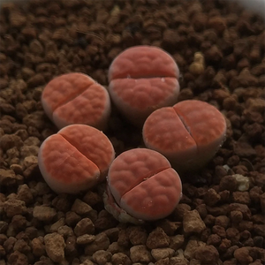 Lithops Orange Ice