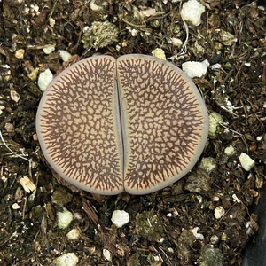 Lithops Aucampiae Subsp. Euniceae Var. Fluninalis Cv.