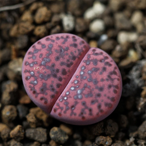 Lithops Bromfieldii L. Bolus