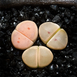 Lithops Dinteri Var. Brevis (L. Bolus) B. Fearn