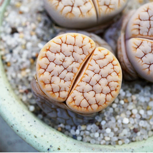 Lithops Gracilidelineata Café au Lait