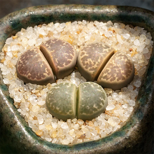 Lithops Naureeniae D. T. Cole