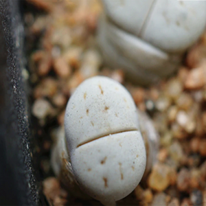 Lithops Ruschiorum (Dinter et Schwantes) N. E. Br.