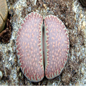 Lithops Villetii L. Bolus