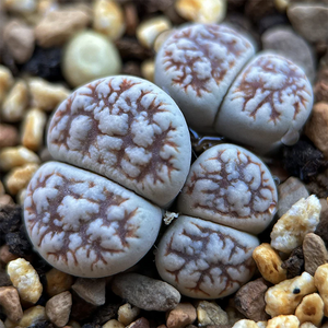 Lithops Werneri Schwantes Et H. Jacobsen