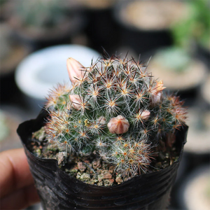 Mammillaria Prolifera (Mill.) Haw.