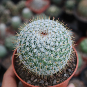 Mammillaria Albilanata Backeberg