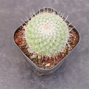 Mammillaria Geminispina Haw.