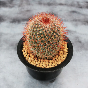 Mammillaria Spinosissima Alba