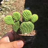 Opuntia Microdasys Bunny Ears Cactus