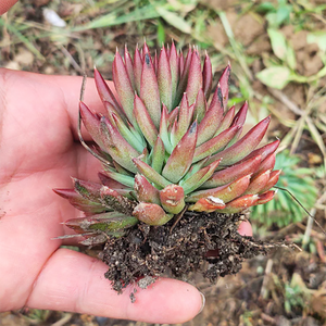 Orostachys Fimbriatus (Turcz.) Berger