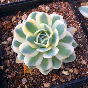 Orostachys Iwarenge Var. Variegata 'Fuji'