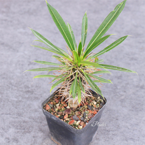 Pachypodium Lamerei Drake Madagascar Palm