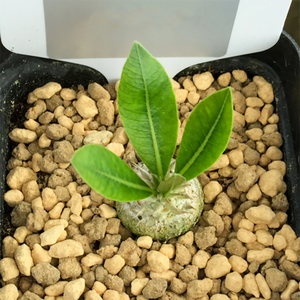 Pachypodium Densicaule