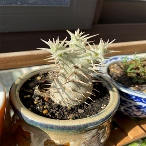 Pachypodium Rosulatum Var. Gracilius Elephant's Foot Plant