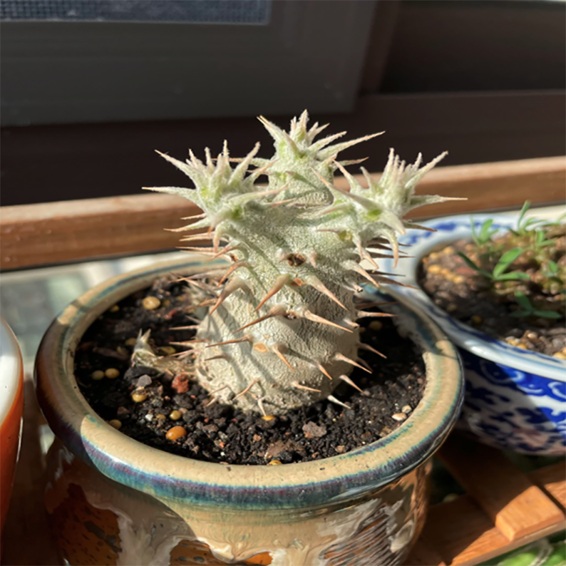 Pachypodium Rosulatum Var. Gracilius Elephant's Foot Plant – aplanter